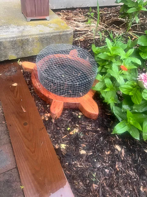 78 days ago, an Eastern Box Turtle dug a hole, and laid her eggs in our garden. I made a cage to protect the nest, and last night, we had a hatch!