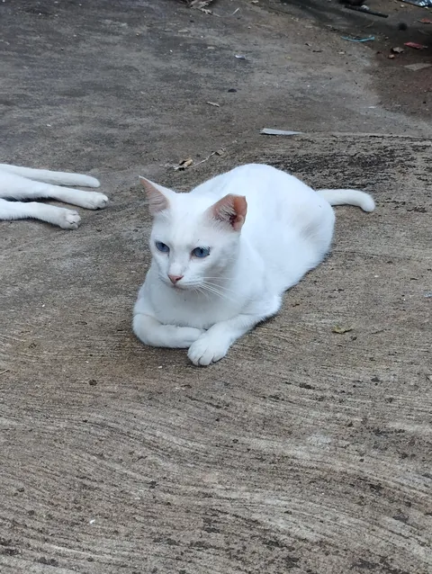 Saw these two fine gentlemen today. The blue and green eyed is a white chimera.