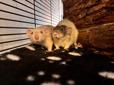 New fosters! (pray i don’t give in to their cuteness and adopt)