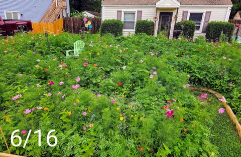 Pollinator garden UPDATE