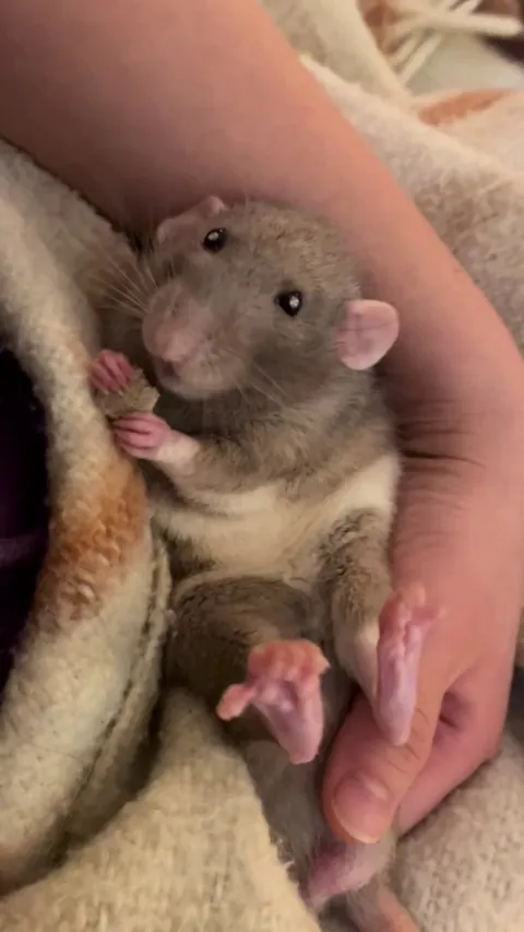 Yesterday someone posted a video of my boy Wolf and pretended it was theirs. So here’s the original in full length ☺️