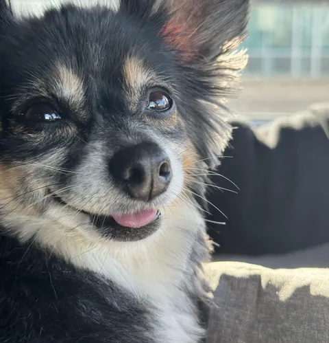 Walnut’s little smile after being picked up from a 4 day doggo boarding