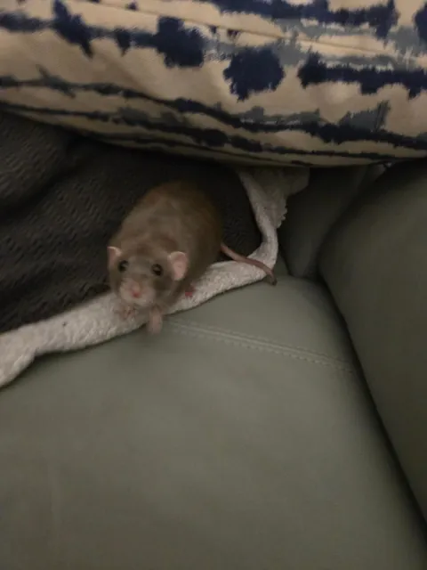 Need to go to sleep but wanted to share this cutie picture of Jimily