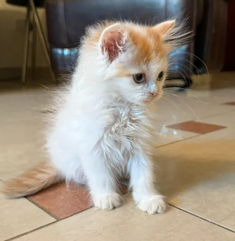 So I got this little guy and I kind of want to call him (Snow) but I need something better.