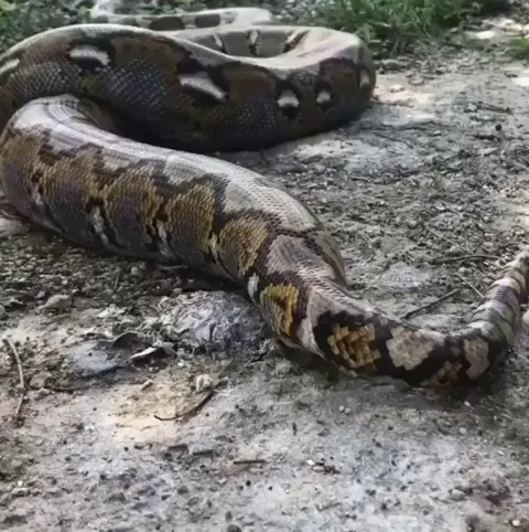 Python taking a dump