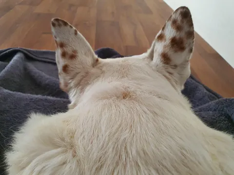 My pure white dog has brown spotty ears.