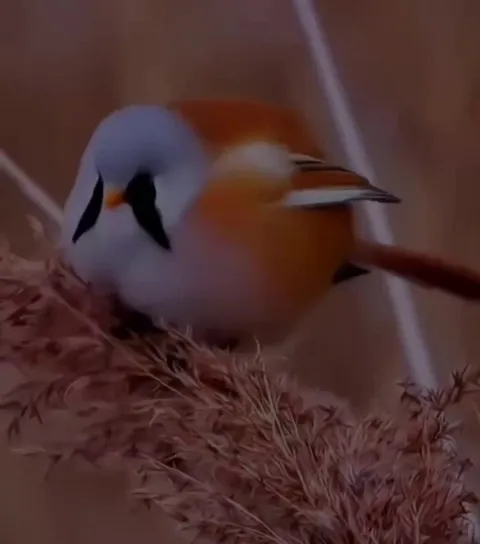 🔥the Bearded Reedling is exceptionally round