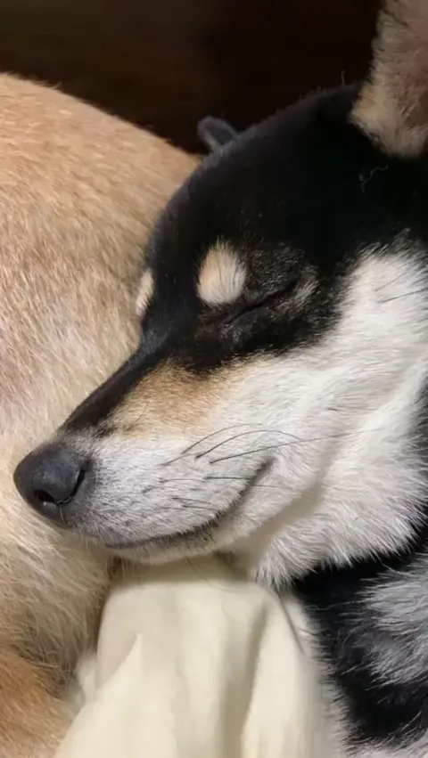 Doge gets caught faking sleep