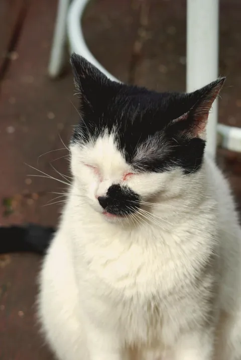 This is my first cat ever, her name is Yuki and she's the best