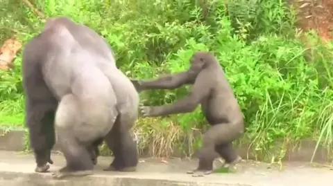 It's not unusual for Silverbacks to be affectionate father figures. Shabani just takes that up to 11