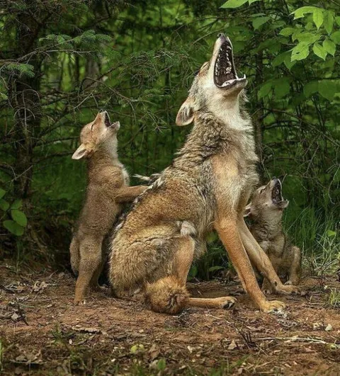 A mother coyote teaching her pups how to howl.