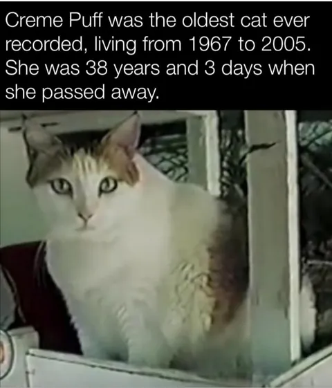 The Oldest Cat Ever Recorded.