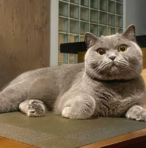 The vet said her weight was 'too healthy' and put her on a diet. She’s been giving me these begging eyes since.