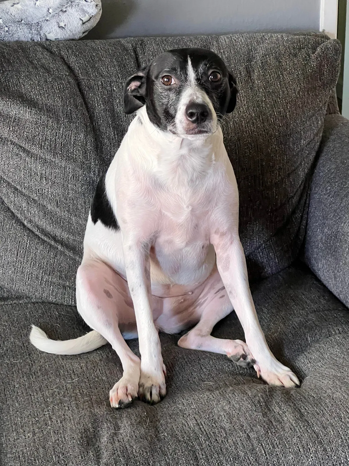 This is Tuna. Sometimes she sits weird. 100/10 love her for it tho