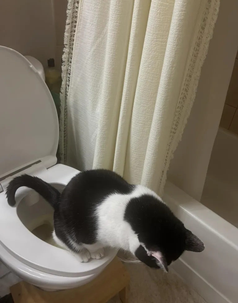 My cat peed in the toilet (without any training)