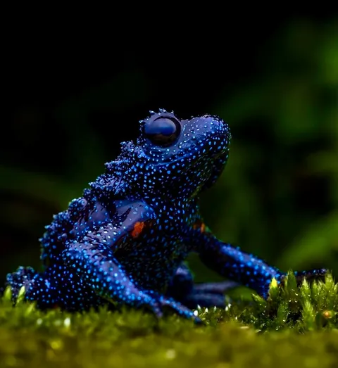 🔥 Nature's Cosmic Canvas: Behold the Mesmerizing Galaxy Frog