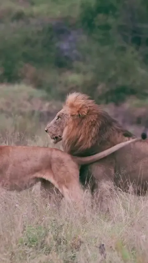 It is impossible to break this ice