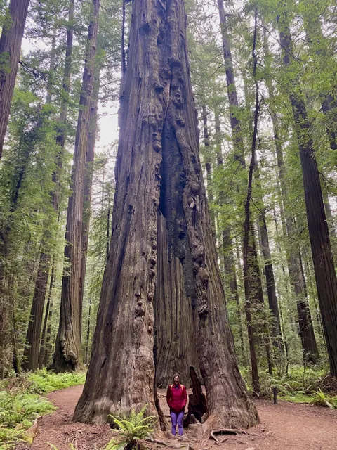 🔥Hollowed-out, still living redwood