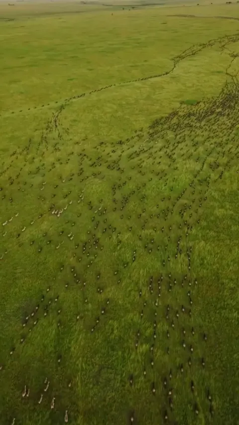 flying over the great migration