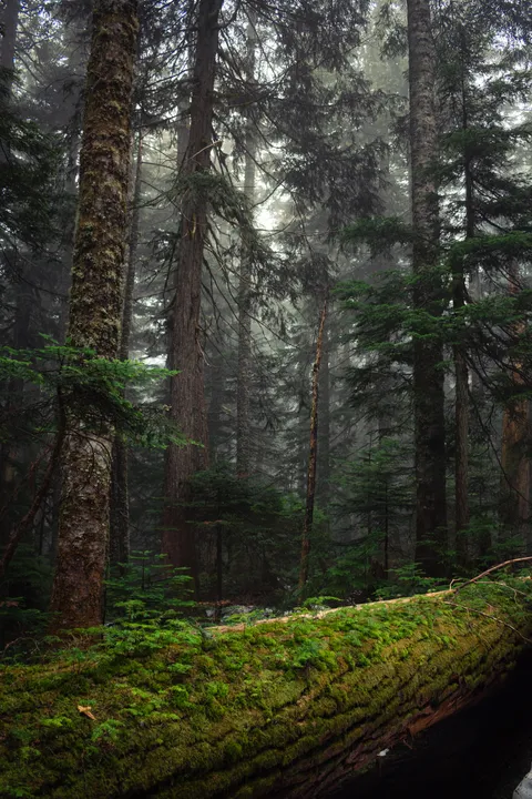Foggy Morning Up On Burke Mountain - British Columbia, Canada [OC] [3582x5373]