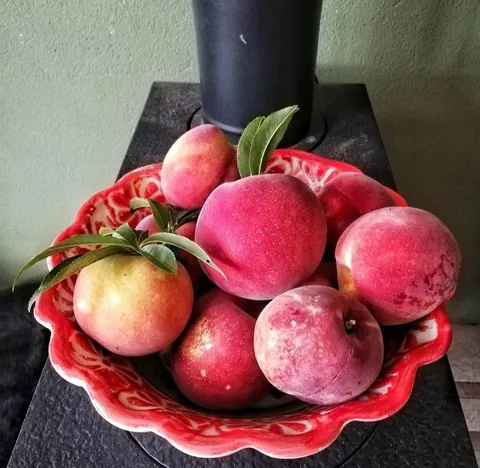 My seed grown Peach tree