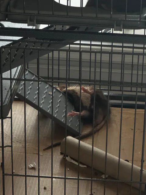Got home to this and thought he was aliven’t