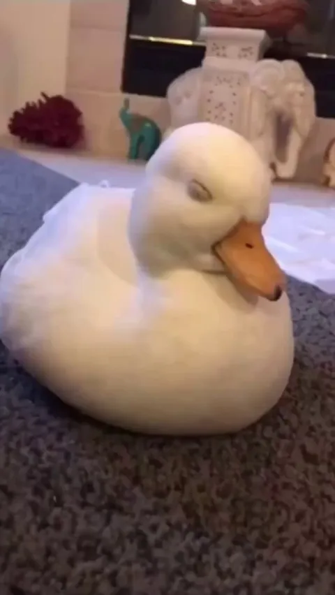 Baby Duck Can't Stay Awake