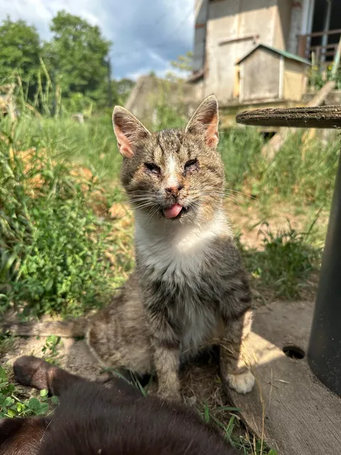 I volunteer at a cat hospice and it’s a place full of love