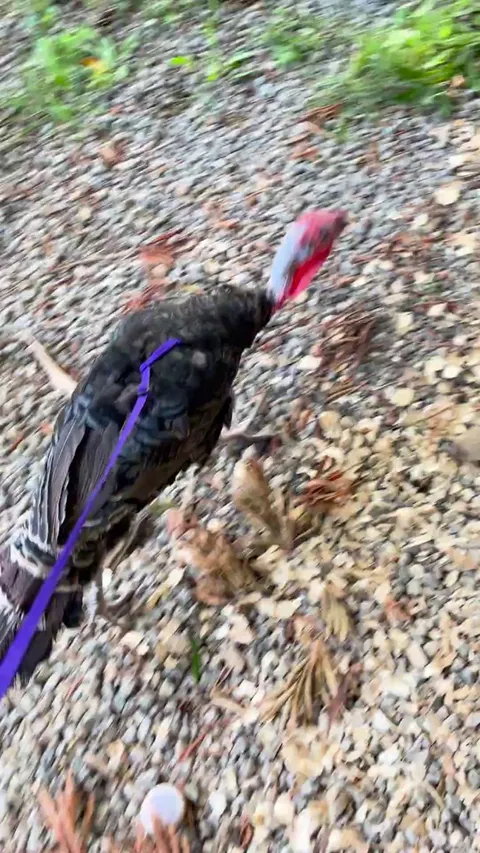 My turkey always wants to follow me everywhere, so I got him a harness. Now he can go on walks with me outside of his pen and stay safe. 