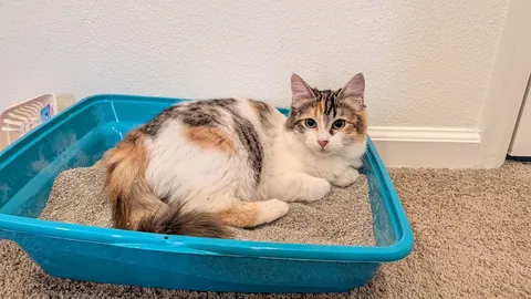 Meet Peppermint. Just adopted today :)