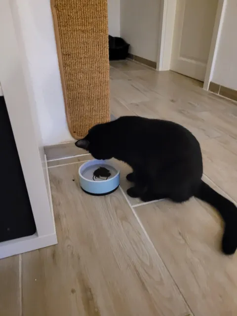 She goes outside to collect moss and throws it into her water bowl. Does anybody know, why she does this?