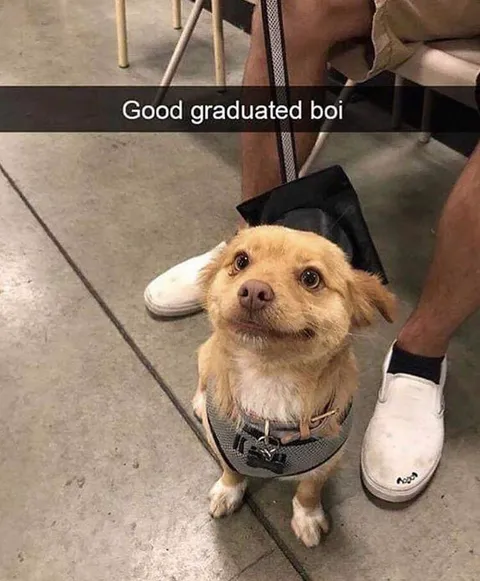 on his way to becoming a dogtor