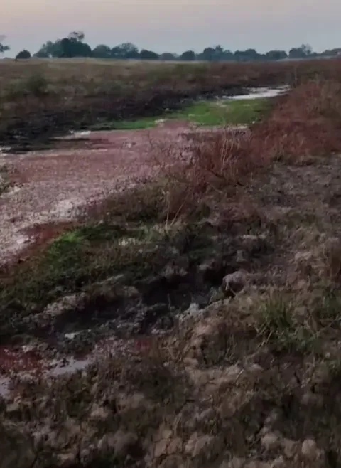 Fire ants build a bridge using their own to cross the water