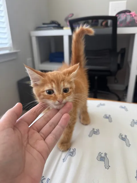 Found kitten, need advice