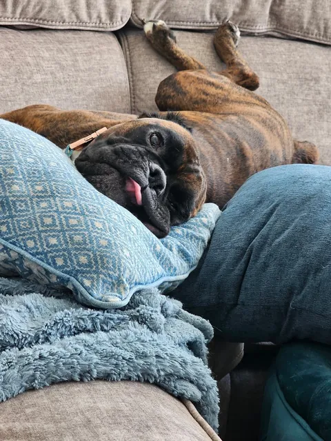 This is Bruno. Sometimes I wonder what planet he’s on.