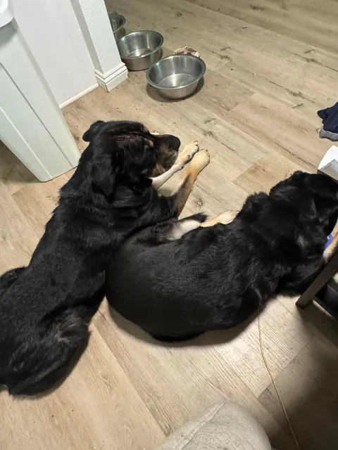 Came across a dog who was in the shelter, turns out it's my dog’s sister! Now they are inseparable! (Swipe!)(OC)