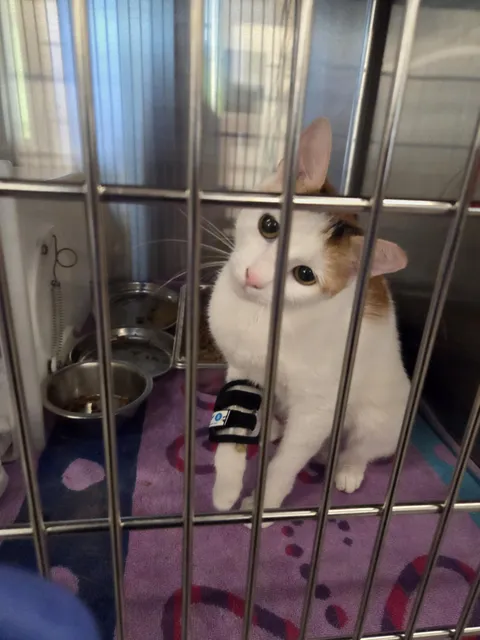 Brought this girl home from work today <3 fell in love as soon as I saw her. Meet Calliope