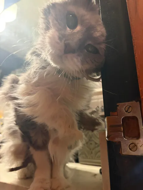 Need advice on rescuing elderly cat from living in a bathroom