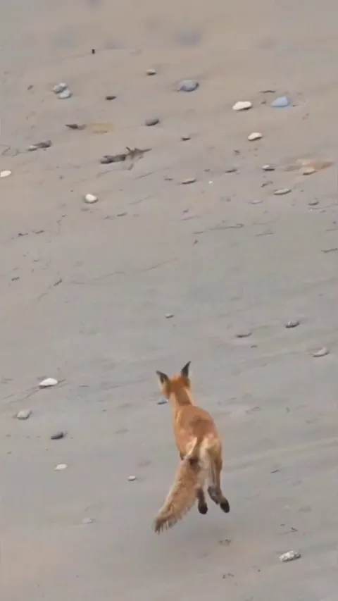 Red Fox dodges a Peregrine Falcon