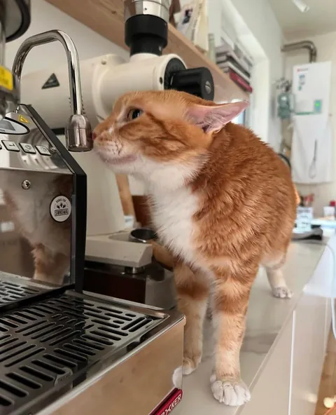 The barista will prepare your latte now