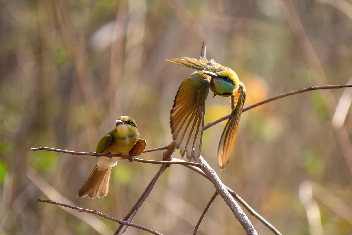 Some Thai wildlife shots from over the last year