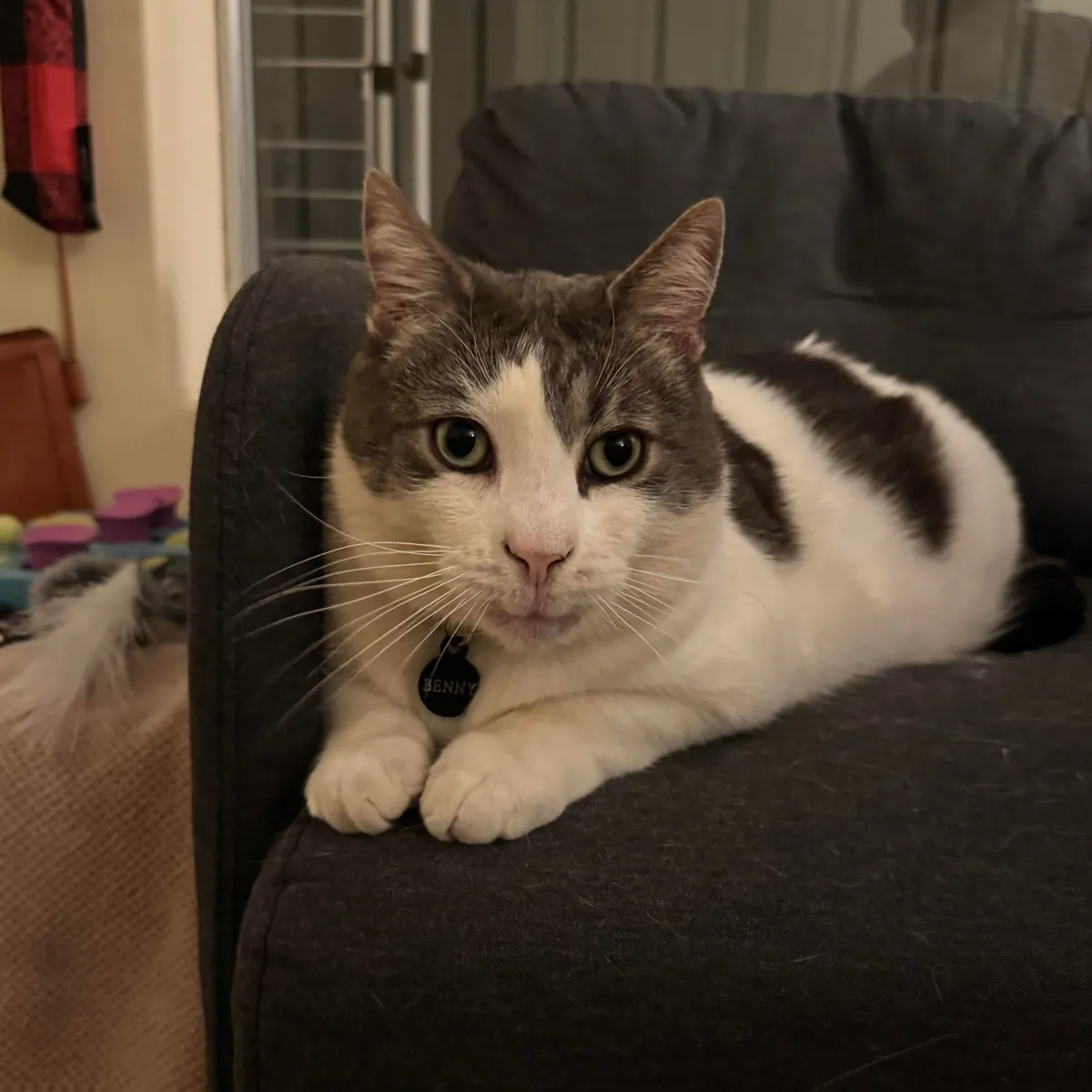 When you try to hide your yawn 😽🥱