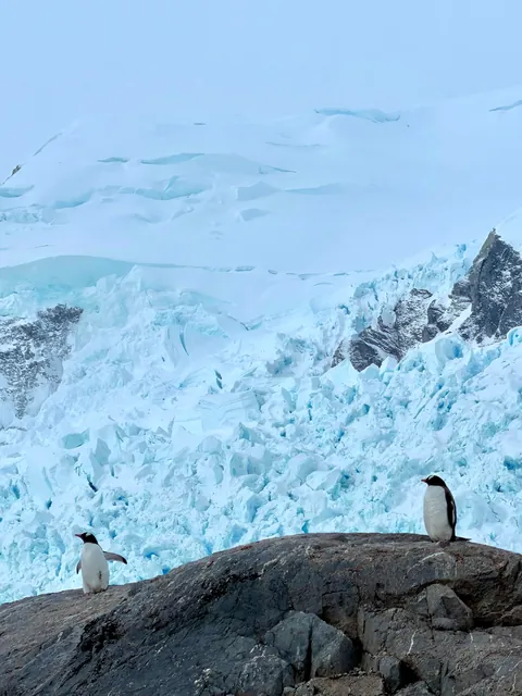 10 days in Antarctica: Wildlife, the Drake Passage and what the expedition was like [OC]