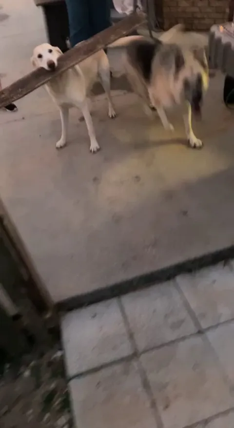 He’s very smart… when he wants to be