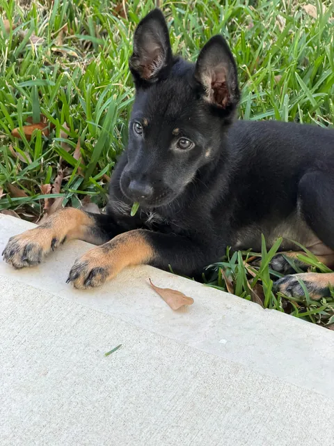 Just wanted to share my new puppy love him to pieces