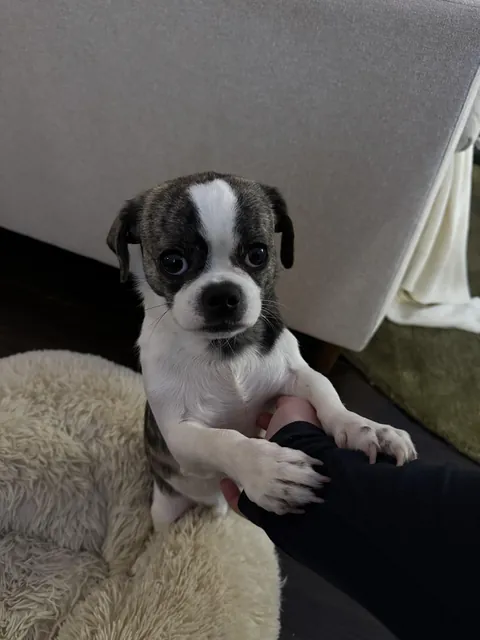 Rare pupper Joey loves good scritches and I can’t say no to this face
