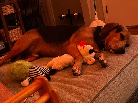 A boy and his lamb chop