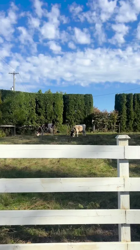 He screams so loud when he sees me the neighbours wonder if he’s ok 