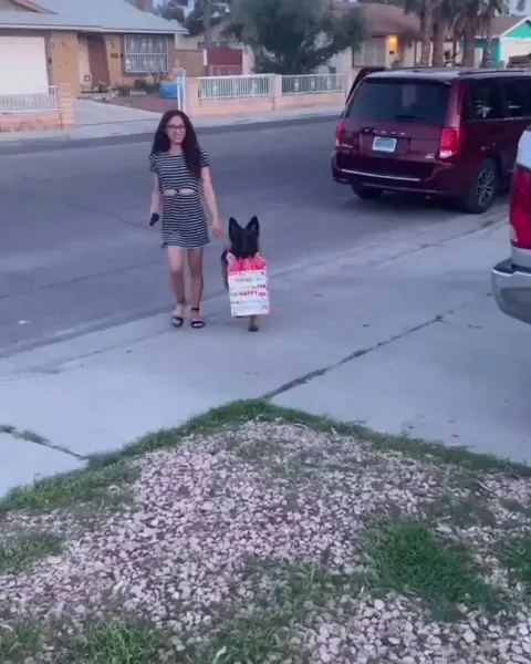 Dog overjoyed to be the part of a birthday party for the very first time