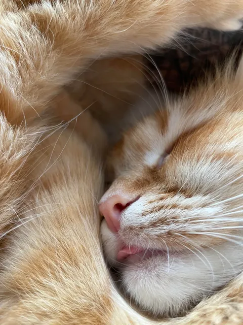 Kendis tongue collection